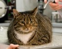 braune Katze