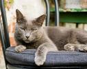 Katze auf Stuhl