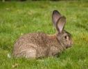 Kaninchen